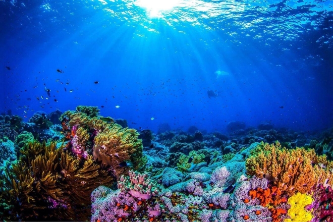 How to create a healthy coral reef ecosystem — get it to sing