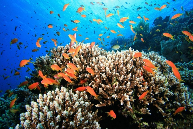 Âm thanh của san hô cho thấy tác động của biến đổi khí hậu tới đại dương