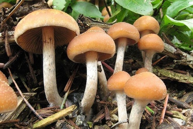 Concerns psychedelic treatment could be “just for the rich” following Australia legislation
