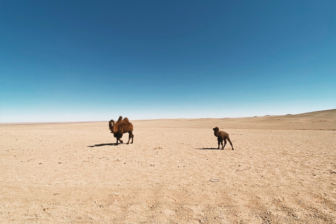 There is no better place for a festival this year than the middle of the Gobi Desert in Mongolia