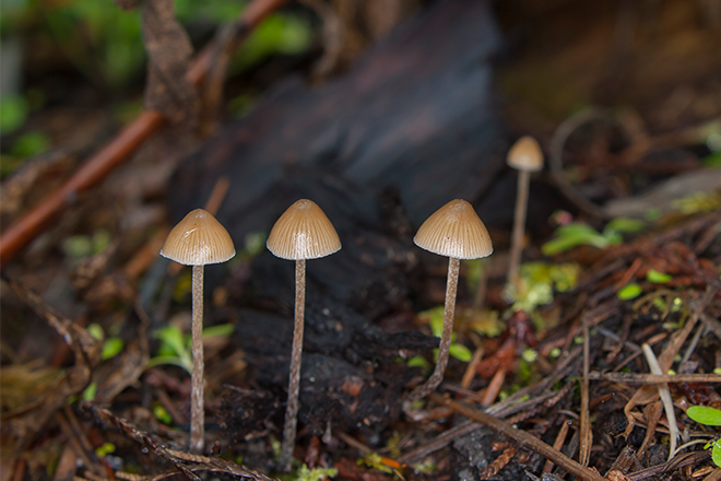 Magic mushrooms can be used to treat severe depression, according to new study