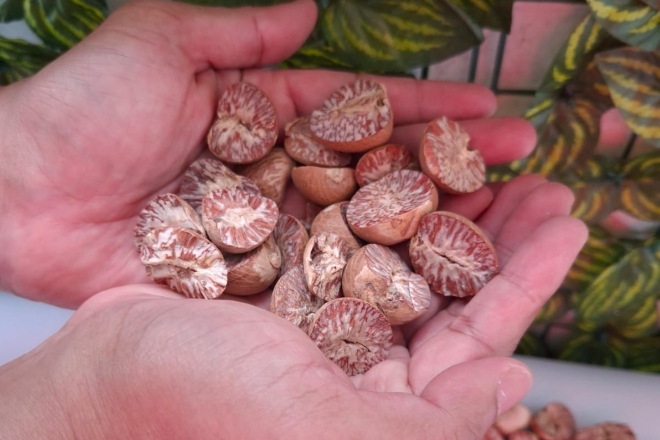 New research reveals early betel nut drug use in Indonesia