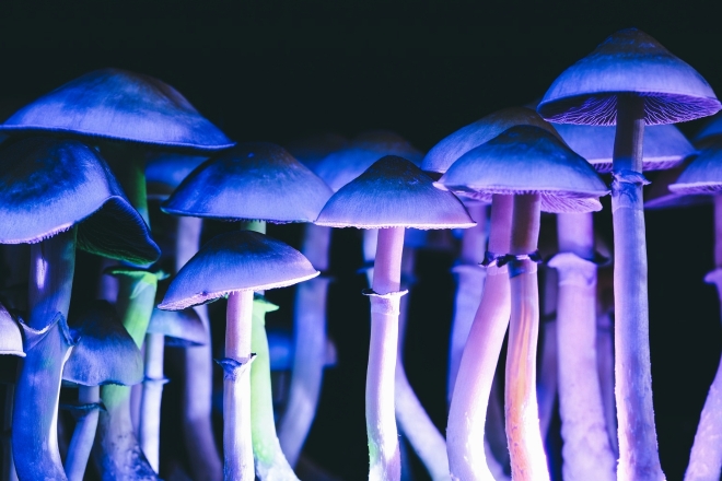 ​Thailand aims to relax laws on magic mushrooms for medical use