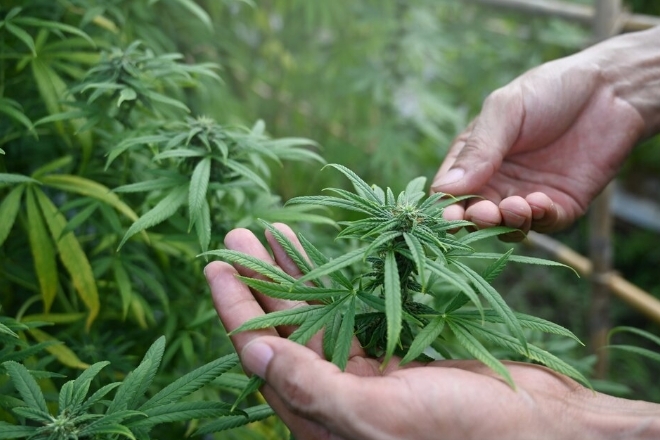 Pioneering ‘Cannabis Research Project’ launches in Jammu