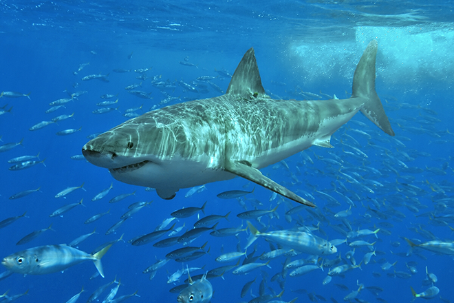 Sharks in Brazil are testing positive for cocaine, according to scientists