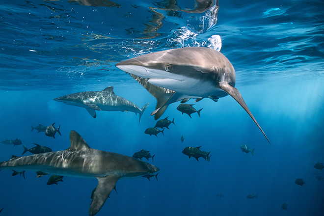 ​Sharks are getting high on cocaine in Florida, experts say
