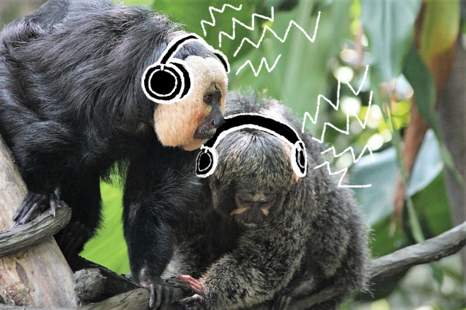 Do monkeys like electronic music?