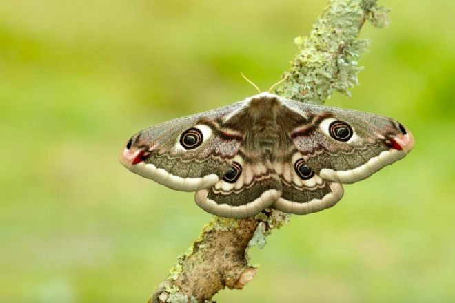 Sound-absorbing material inspired by moth wings could lead to healthier planet