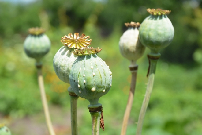 Thai Health Ministry greenlights opium & magic mushrooms for medical use