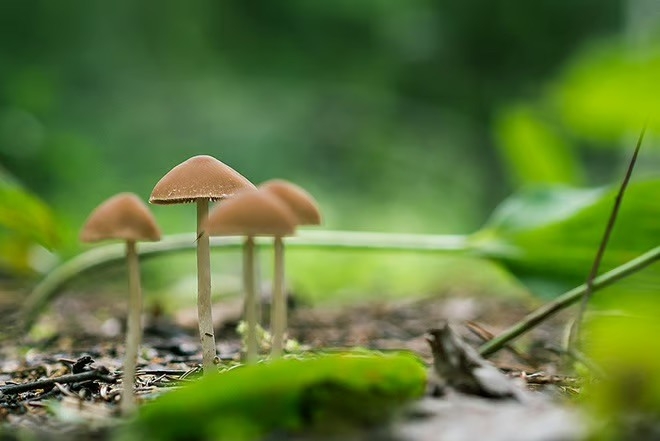 Doctors in Czechia can prescribe magic mushrooms from 2026