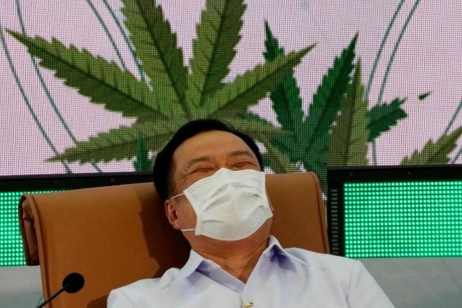 Thai government shares supply of one million cannabis plants to be used as "household crops"
