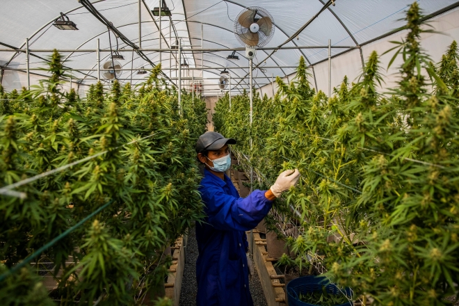 Thailand legalises cannabis, but its funky fumes may breach regulations