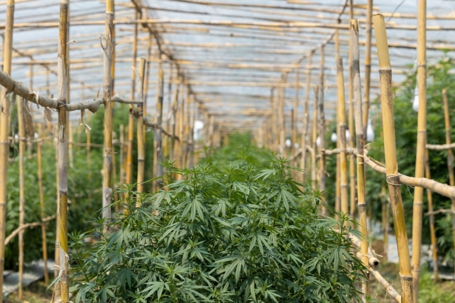 Billions in investment at risk as Thailand considers criminalising cannabis