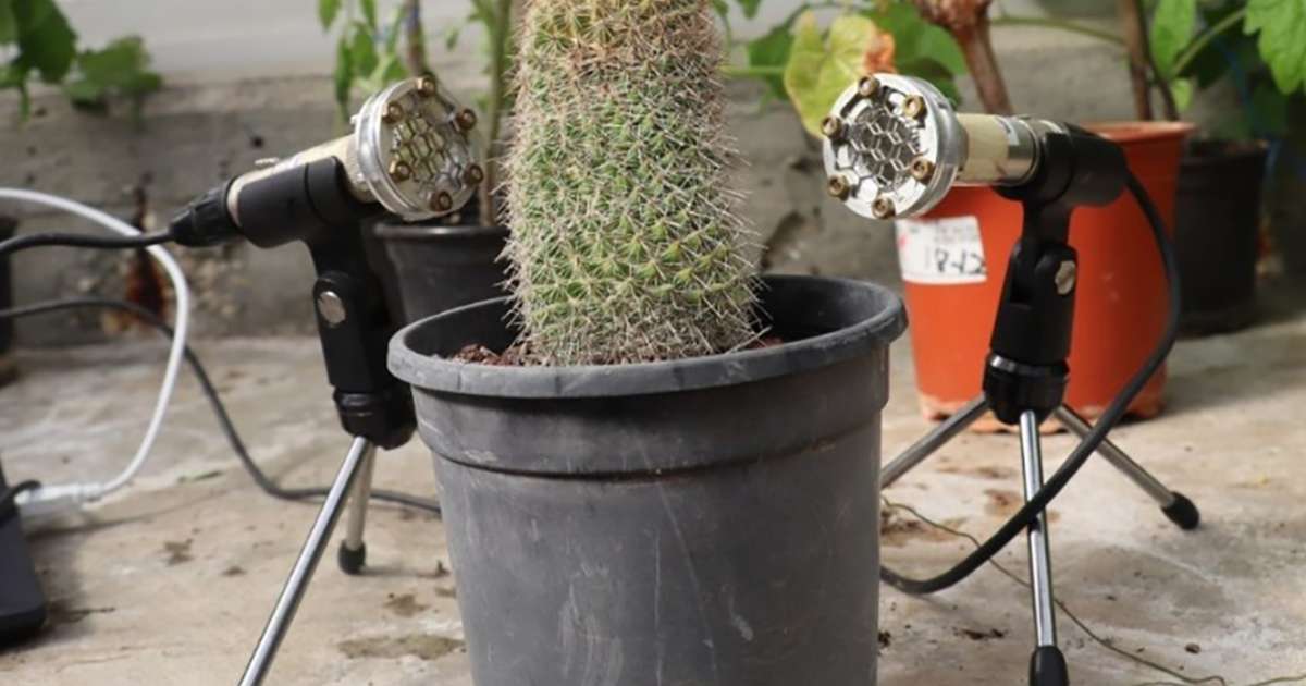Plants cry when they’re stressed. Listen to them weep. Green Room