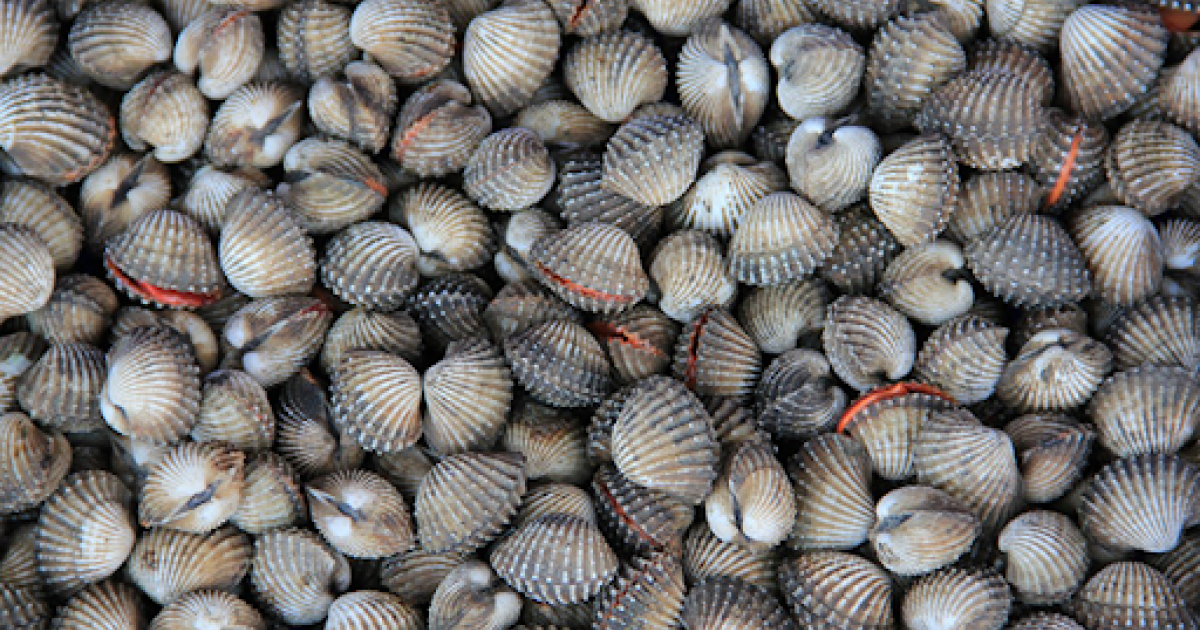 Scientists discover that scallops love “disco” lights Global Mixmag